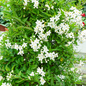 Jasmins - Morelle faux-jasmin - Solanum jasminoides
