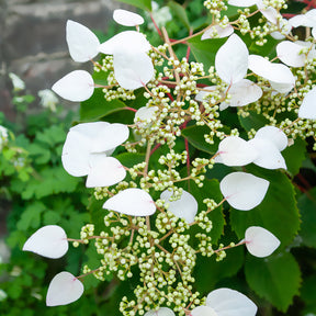 Hortensias grimpants - Hortensia grimpant du Japon - Schizophragma hydrangeoïdes