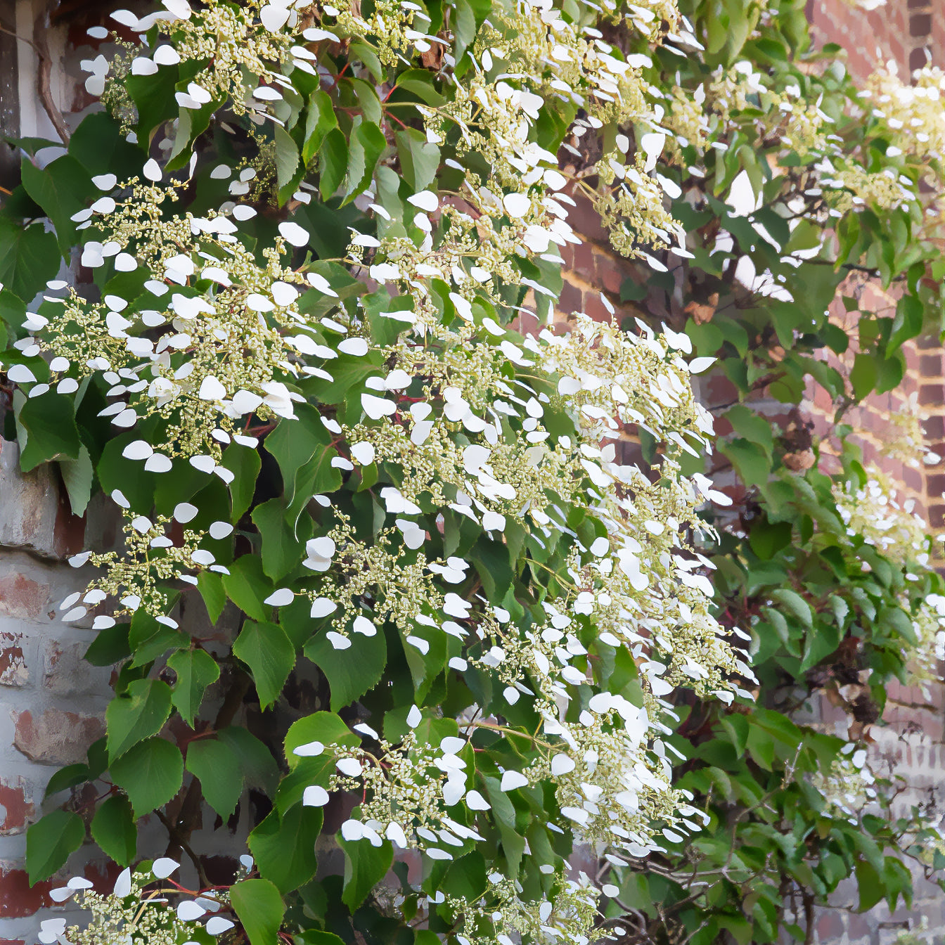 Hortensia grimpant du Japon - Willemse