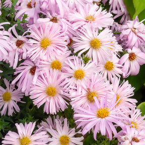 Aster grand d'automne Fellowship - Willemse