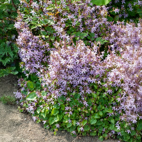 Campanule des murets Lisduggan - Willemse