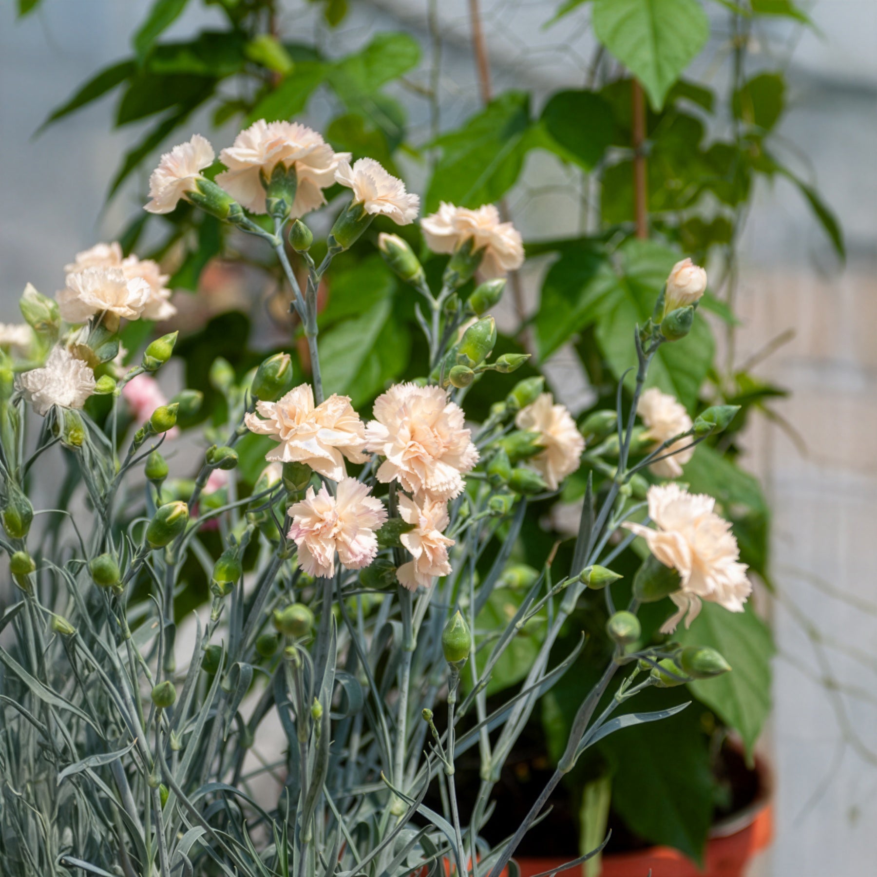 Œillet mignardise Devon Cream - Dianthus plumarius Devon Cream - Willemse