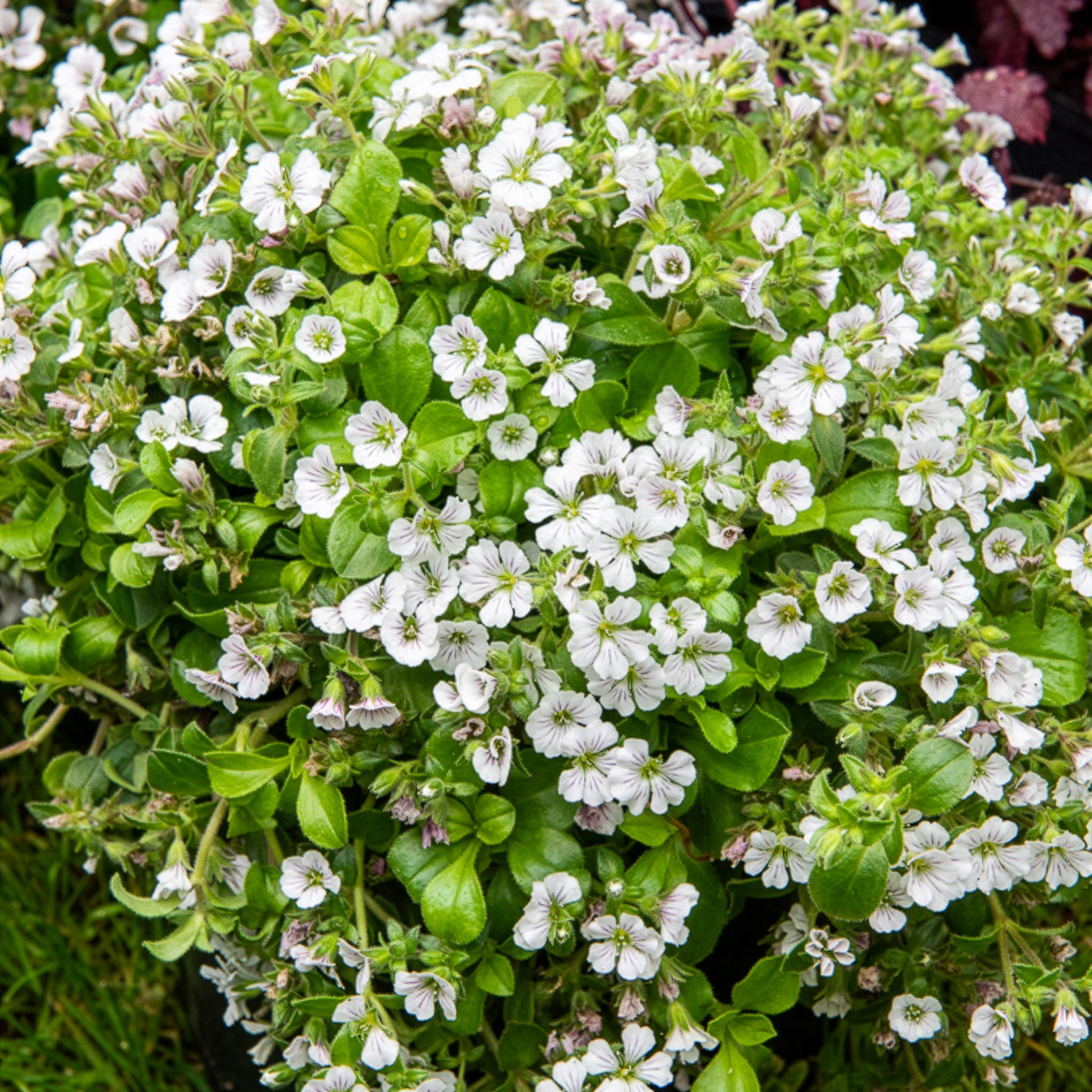 Vente Gypsophile en coussin - Gypsophile