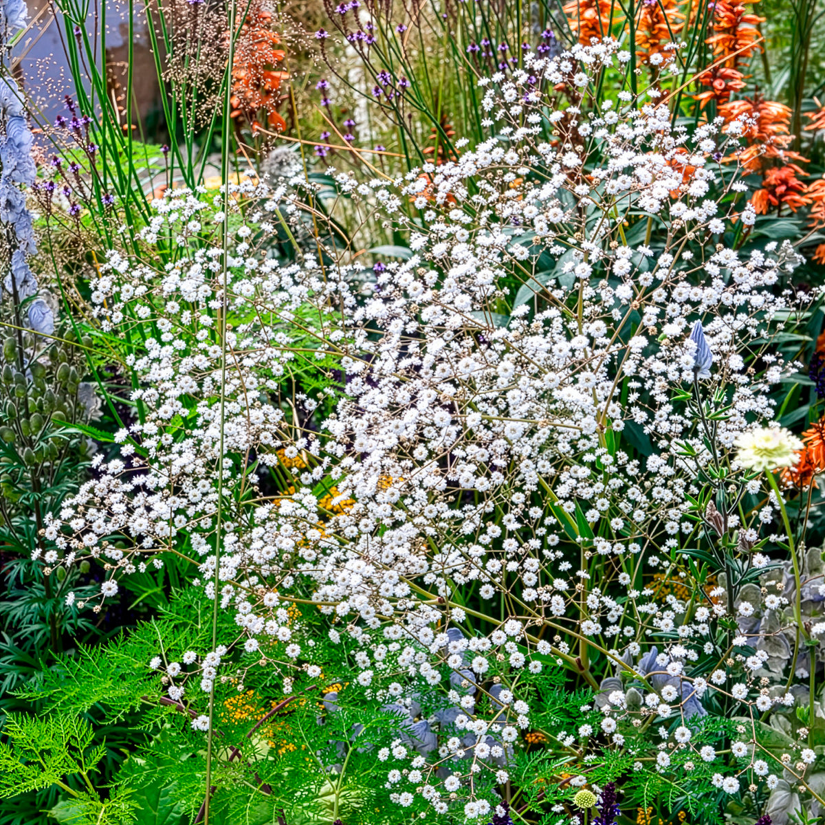 Brouillard Bristol Fairy Gypsophile Bristol Fairy - Willemse