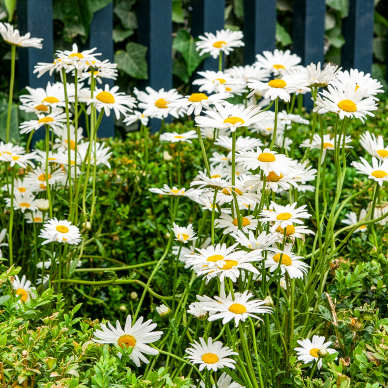Marguerite commune - Willemse