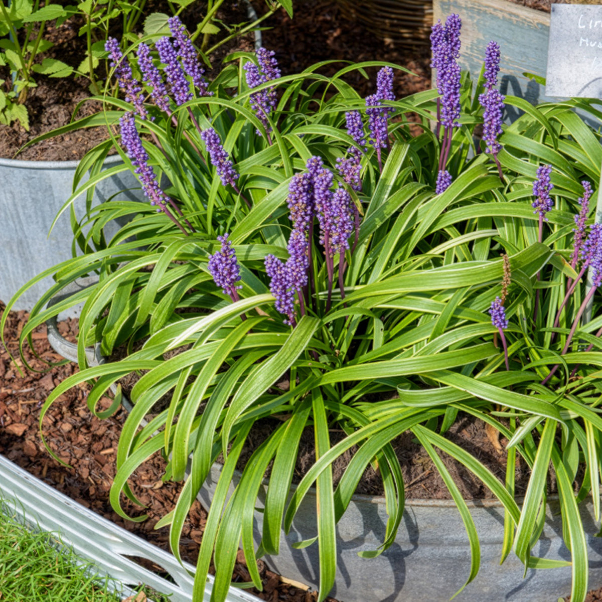 Liriope muscari Gold Banded - Liriope muscari Gold Banded - Willemse