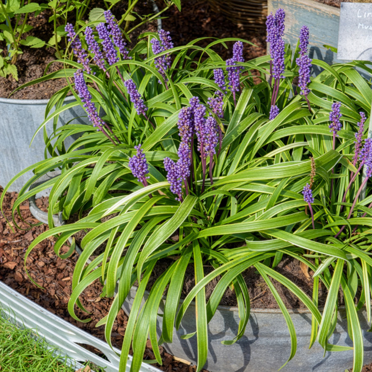 Liriope muscari Gold Banded - Liriope muscari Gold Banded - Willemse