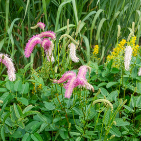 Pimprenelle Pink Brushes - Sanguisorbe - Sanguisorba Pink Brushes - Willemse
