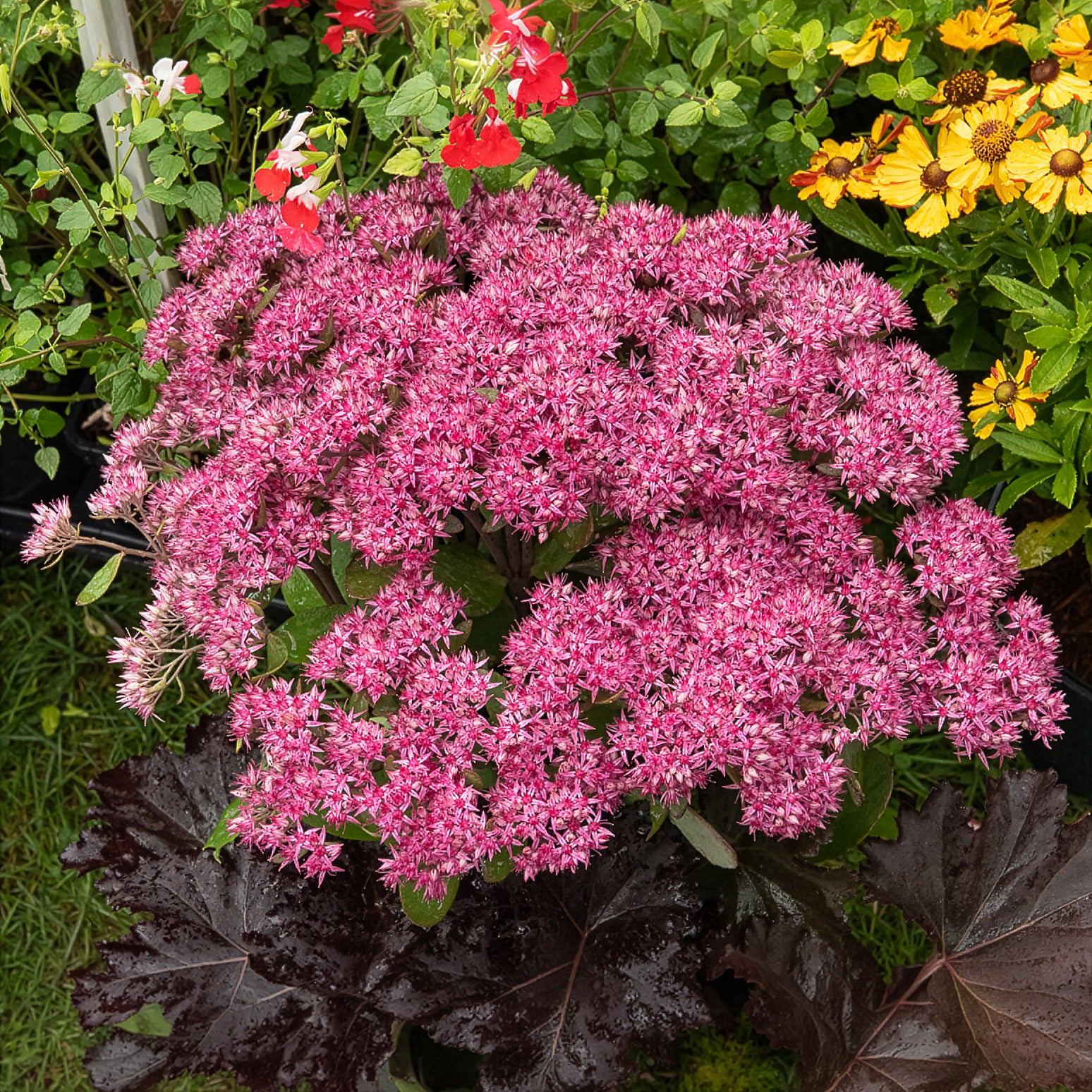 Sedum Mr Goodbud - Sedum Mr Goodbud - Sédums
