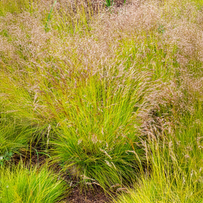 Canche flexible Tatra Gold - Deschampsia flexuosa Tatra Gold - Willemse
