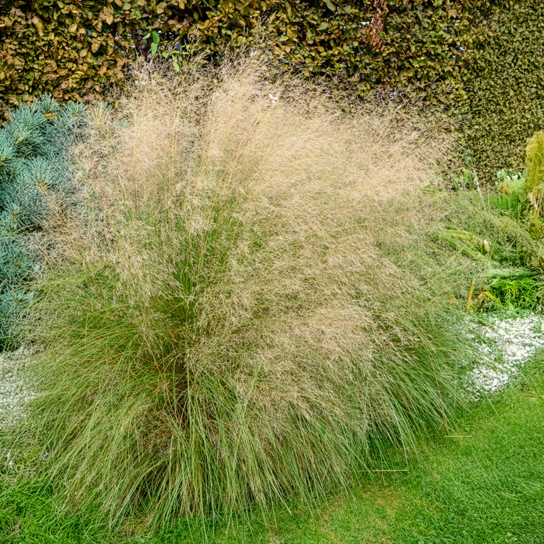 Herbe d'amour courbée - Eragrostis curvula - Willemse