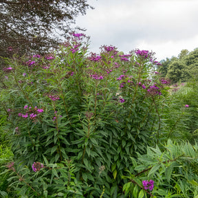Vernonie - Vernonia crinita - Willemse
