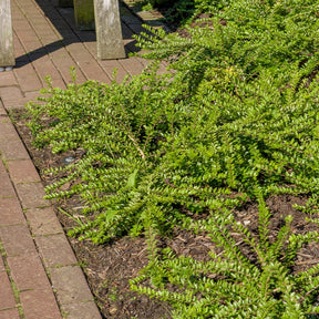 Lonicera pileata - Chèvrefeuille à cupule - Arbustes de haie