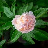 Pivoine lactiflora Fleur de Pêcher - Willemse