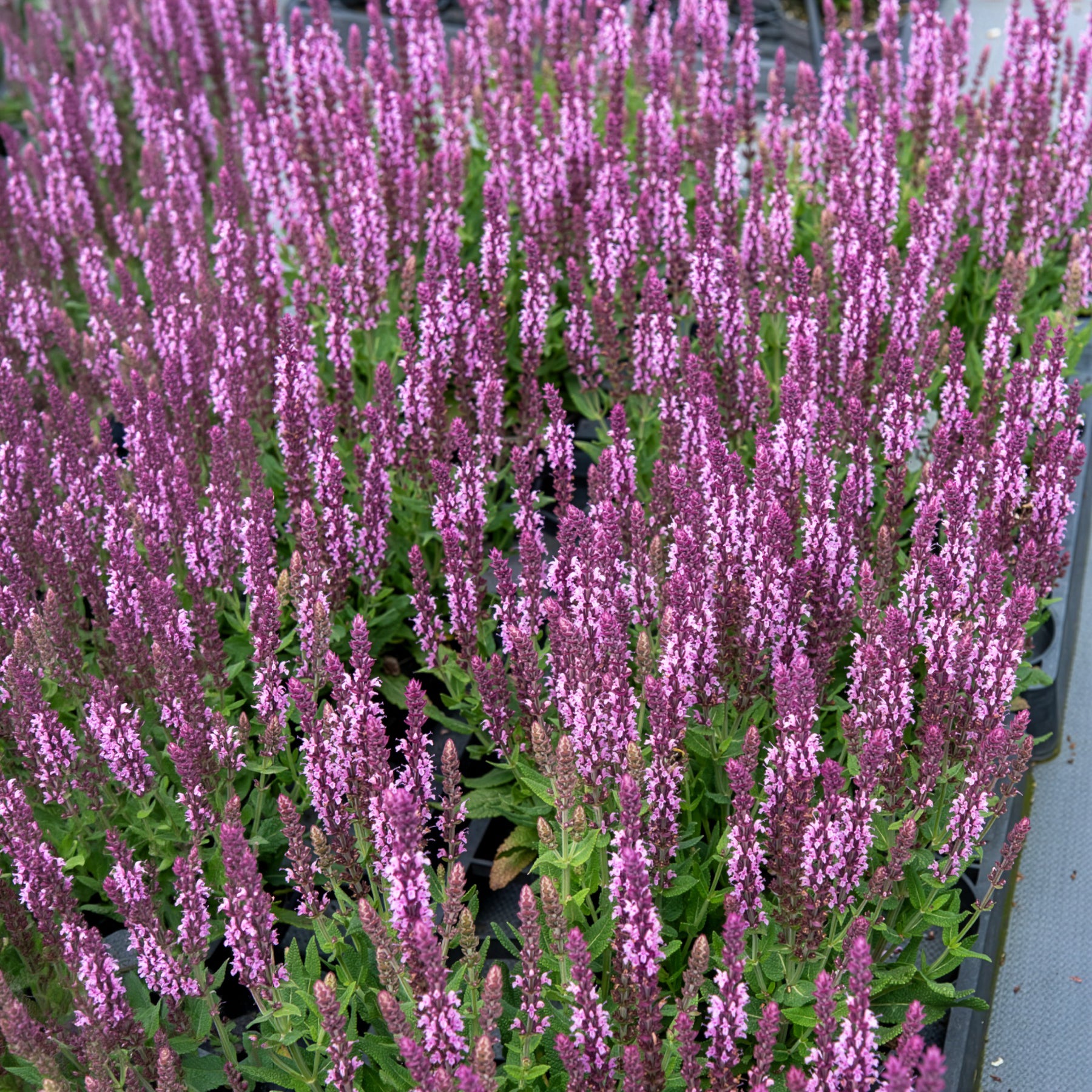 Sauge des bois rose clair - Salvia nemorosa sensation pink - Willemse