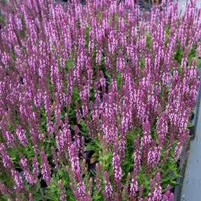 Sauge des bois rose clair - Salvia nemorosa sensation pink - Willemse