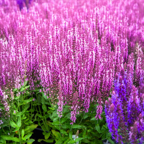 Salvia nemorosa sensation pink - Sauge des bois rose clair - Sauges