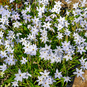 15 Etoiles de printemps Wisley Blue - Willemse