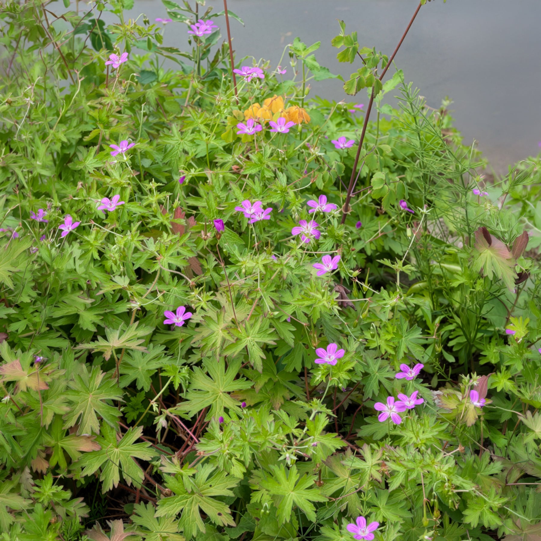 Geranium palustre - Géraniums des marais - Plantes de berges
