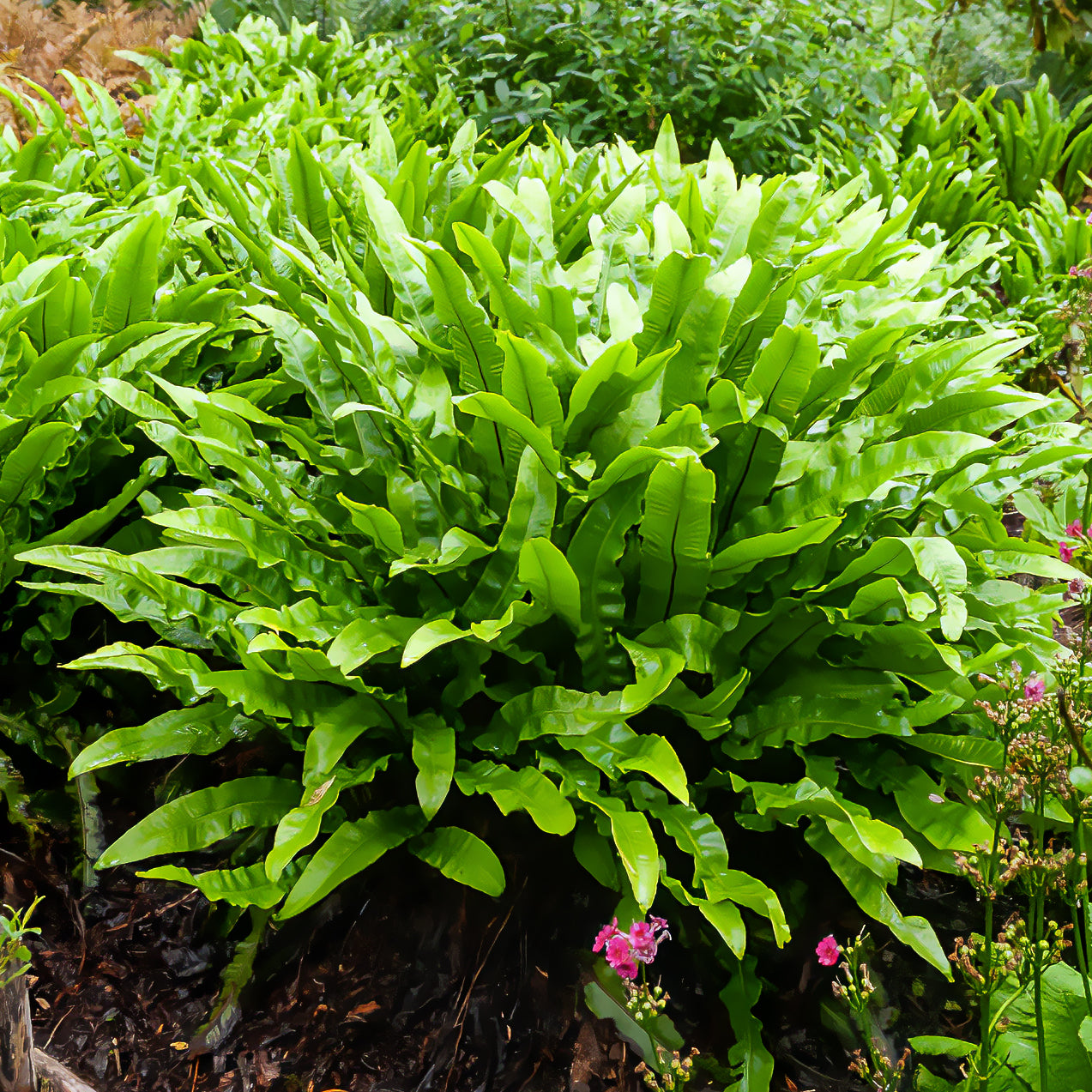 Fougères - Fougère scolopendre - Langue de cerf - Asplenium scolopendrium