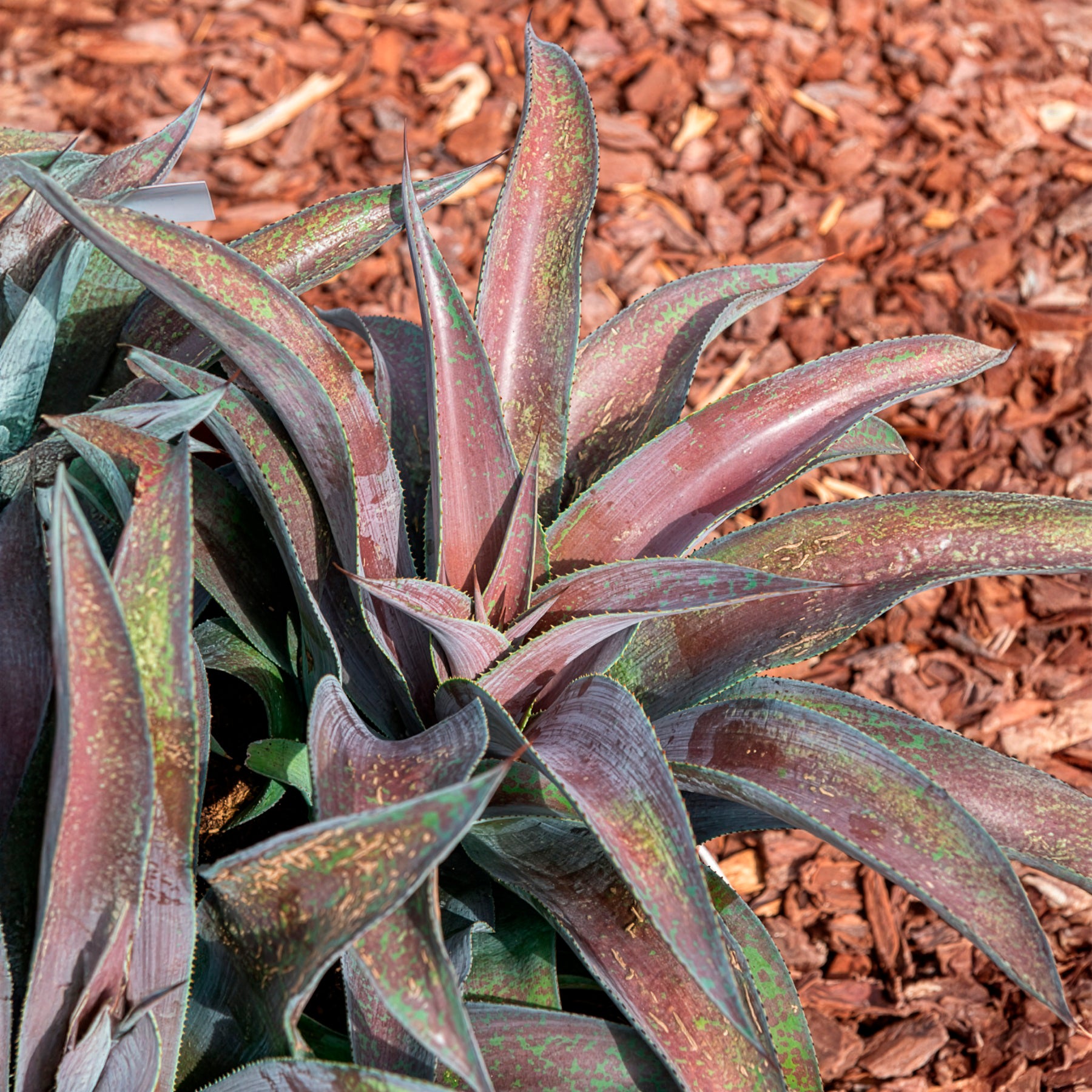 Agave manfredii Mission to Mars ® (Mangave) - Mangave Mission to Mars ® - Agave
