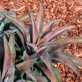 Agave manfredii Mission to Mars ® (Mangave) - Mangave Mission to Mars ® - Agave