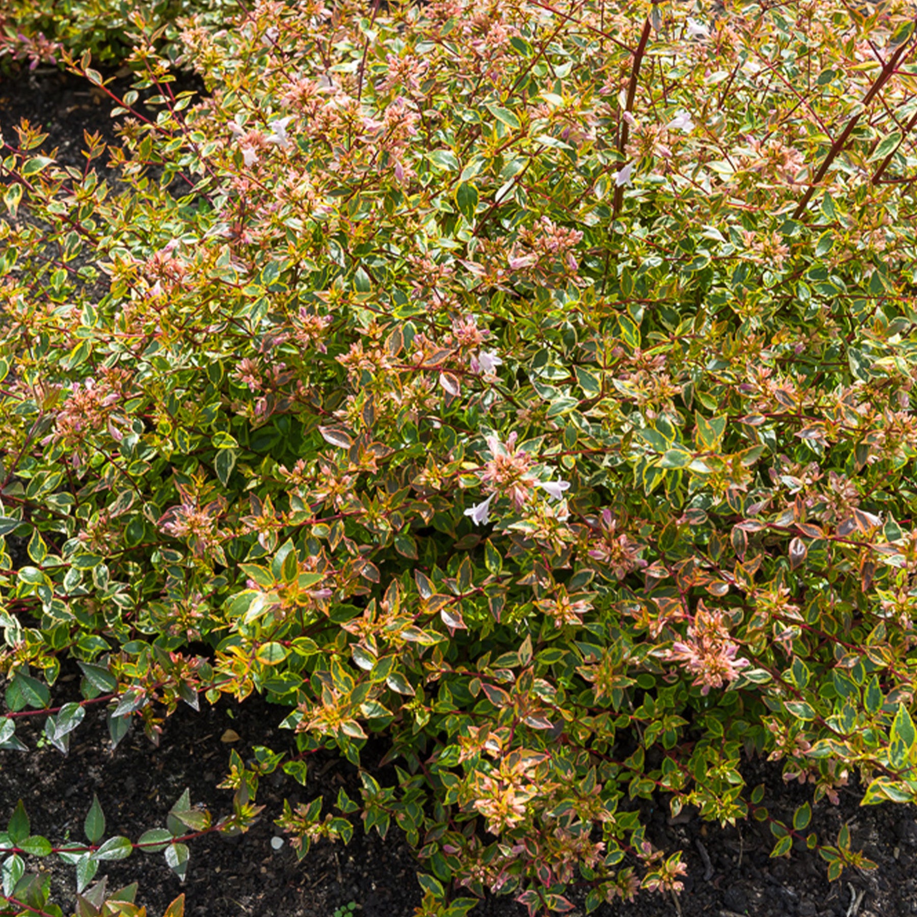 Abelia grandiflora Sunshine Daydream ® - Abélia à grandes fleurs Sunshine Daydream® - Abelia