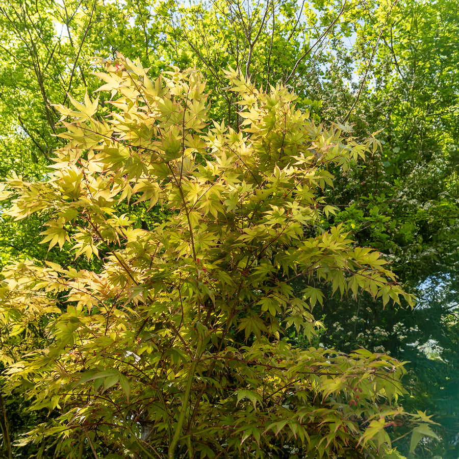 Acer palmatum Osakazuki - Erable du Japon Osakazuki - Erable du Japon