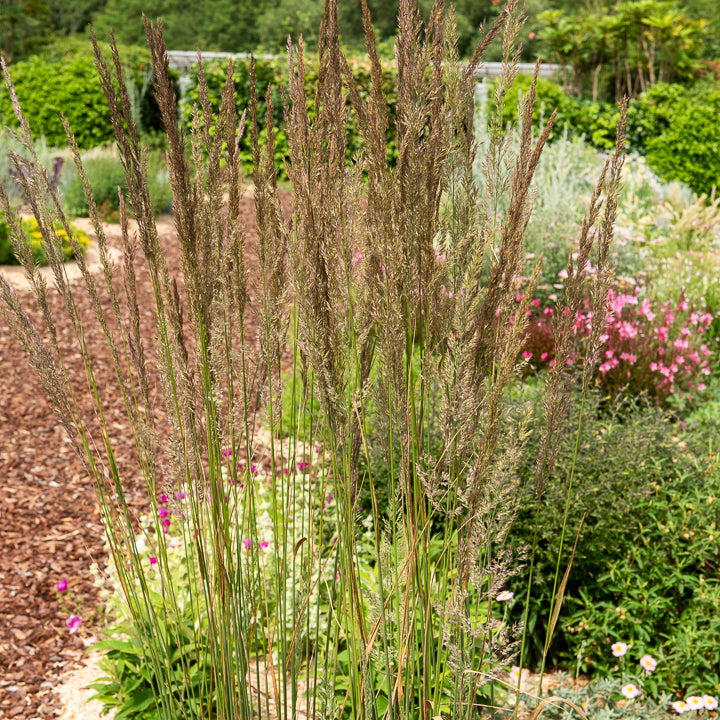 Calamagrostide érigée Karl Foester - Calamagrostis - Willemse