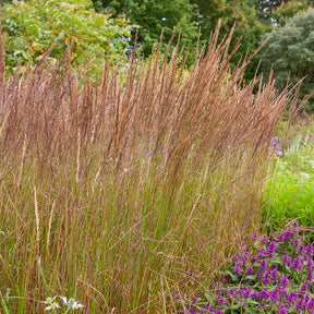 Vente Calamagrostide érigée Karl Foester - Calamagrostis