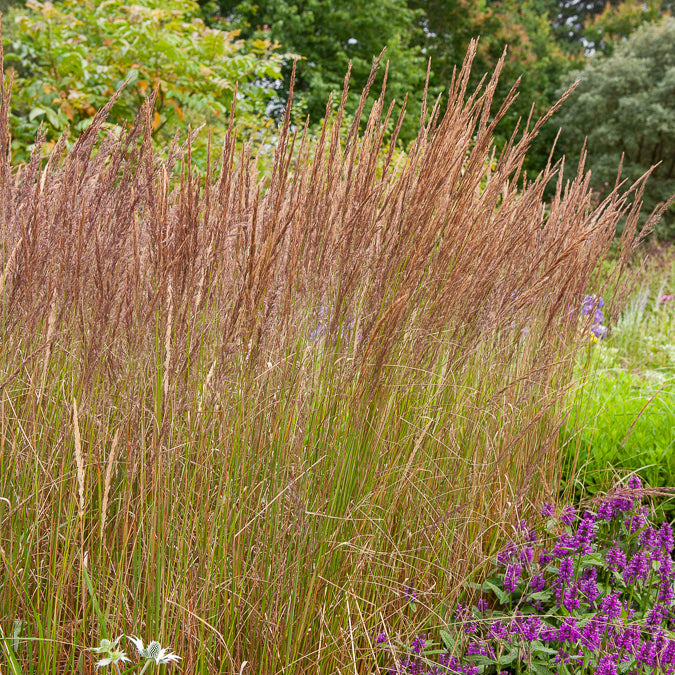Vente Calamagrostide érigée Karl Foester - Calamagrostis