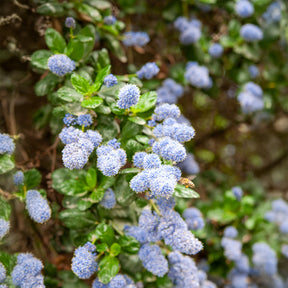 Céanothes - Lilas de Californie - Céanothe Yankee point - Lilas de californie - Ceanothus griseus Yankee Point