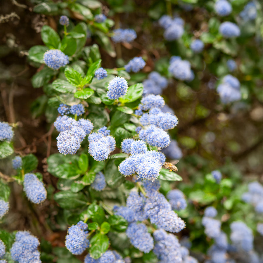 Céanothes - Lilas de Californie - Céanothe Yankee point - Lilas de californie - Ceanothus griseus Yankee Point