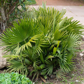 Palmier - Palmier nain Vulcano - Chamaerops humilis Vulcano 