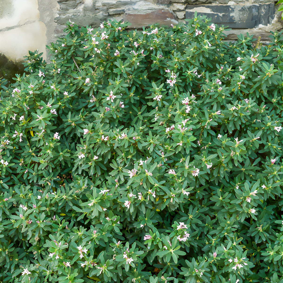 Daphne transatlantica Pink Fragrance® - Willemse