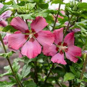 Hibiscus - Hibiscus Woodbridge - Hibiscus syriacus Woodbridge