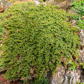Genévrier rampant Nana - Juniperus procumbens Nana - Willemse