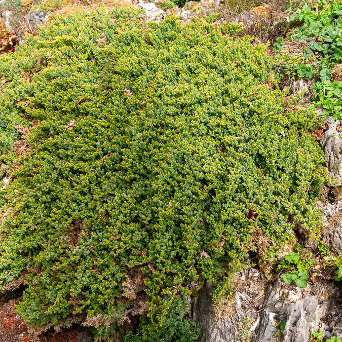 Genévrier rampant Nana - Juniperus procumbens Nana - Willemse