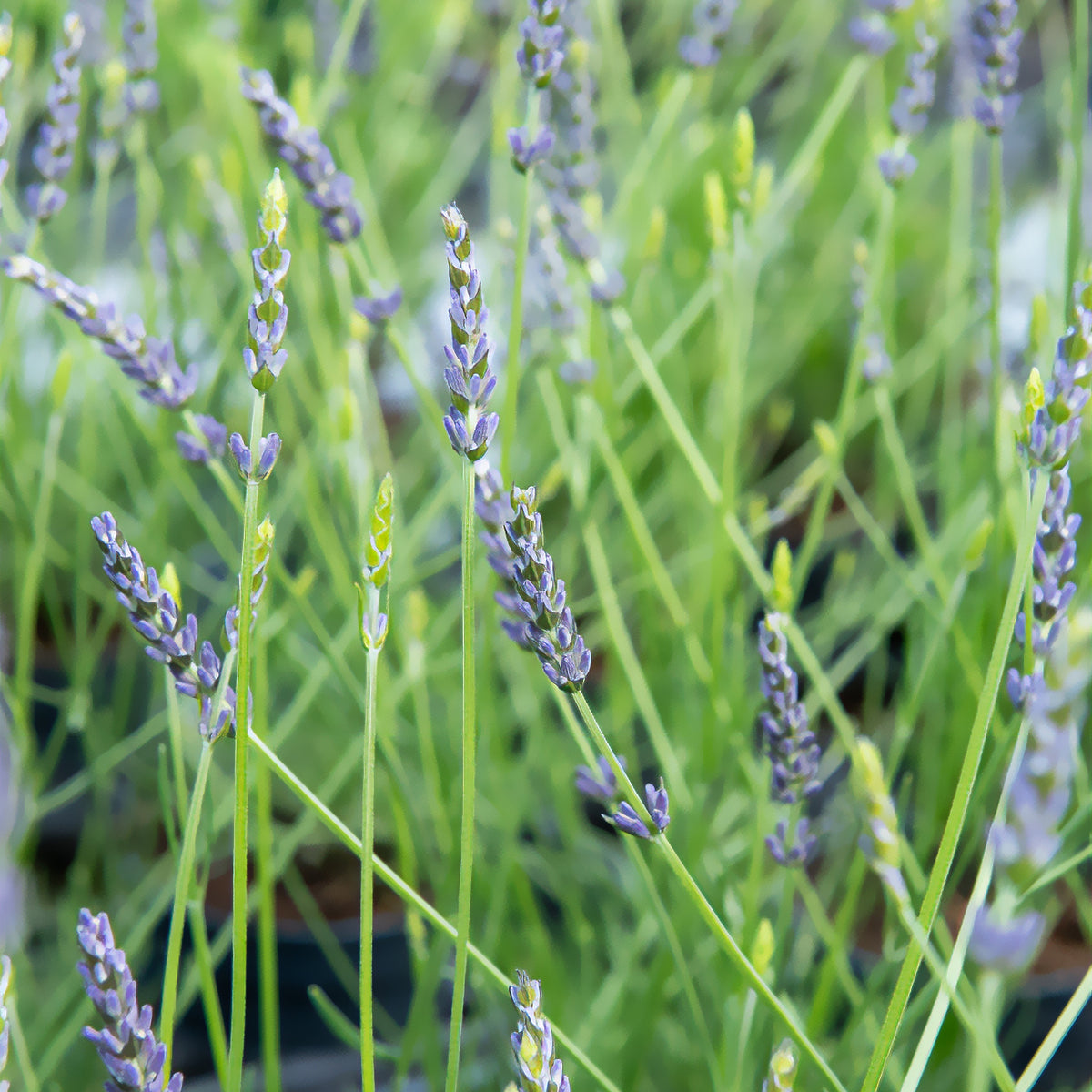 Lavandin Phenomenal® Niko - Willemse