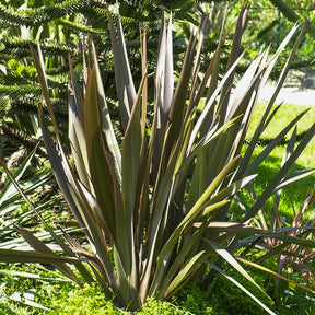 Phormium Bronze Baby - Lin de Nouvelle-Zélande - Phormium cookianum Bronze Baby - Willemse
