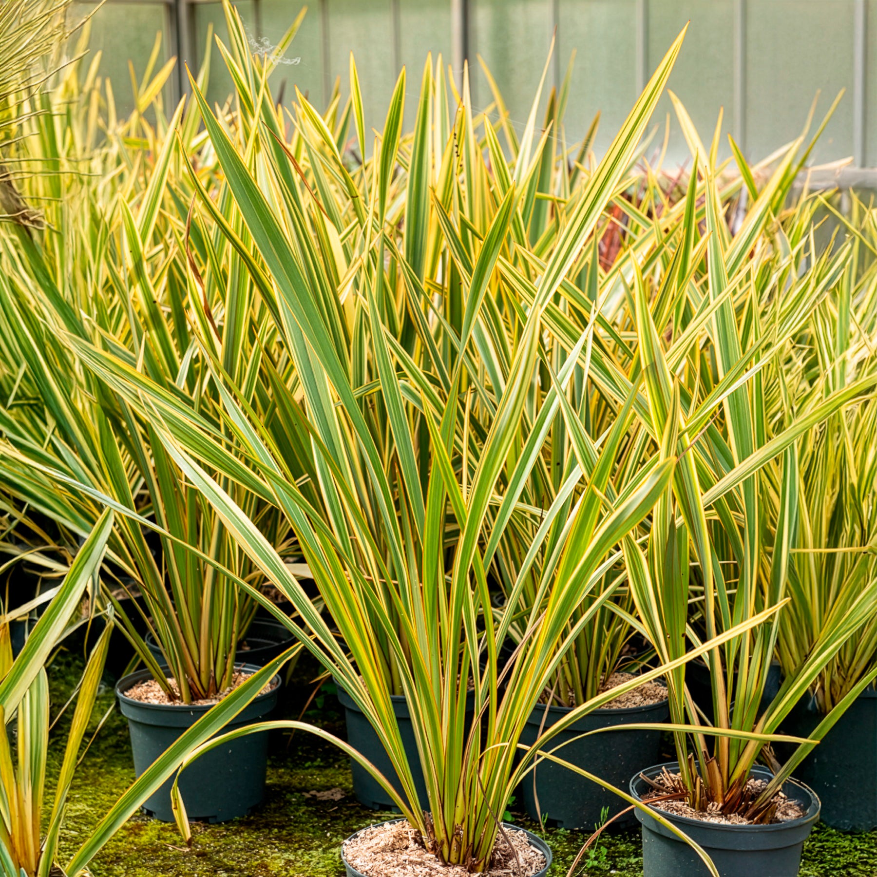 Phormium tenax Golden Ray - Phormium Golden Ray - Lin de Nouvelle-Zélande - Lin de nouvelle Zélande
