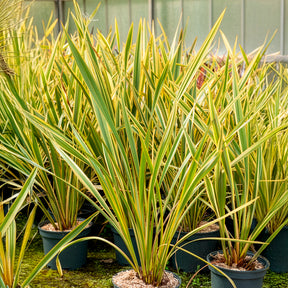 Phormium tenax Golden Ray - Phormium Golden Ray - Lin de Nouvelle-Zélande - Lin de nouvelle Zélande