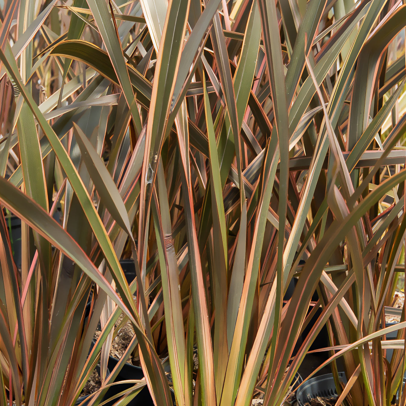 Phormium tenax Rainbow Queen - Phormium Rainbow Queen - Lin de Nouvelle-Zélande - Lin de nouvelle Zélande