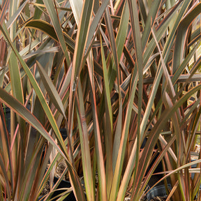 Phormium tenax Rainbow Queen - Phormium Rainbow Queen - Lin de Nouvelle-Zélande - Lin de nouvelle Zélande
