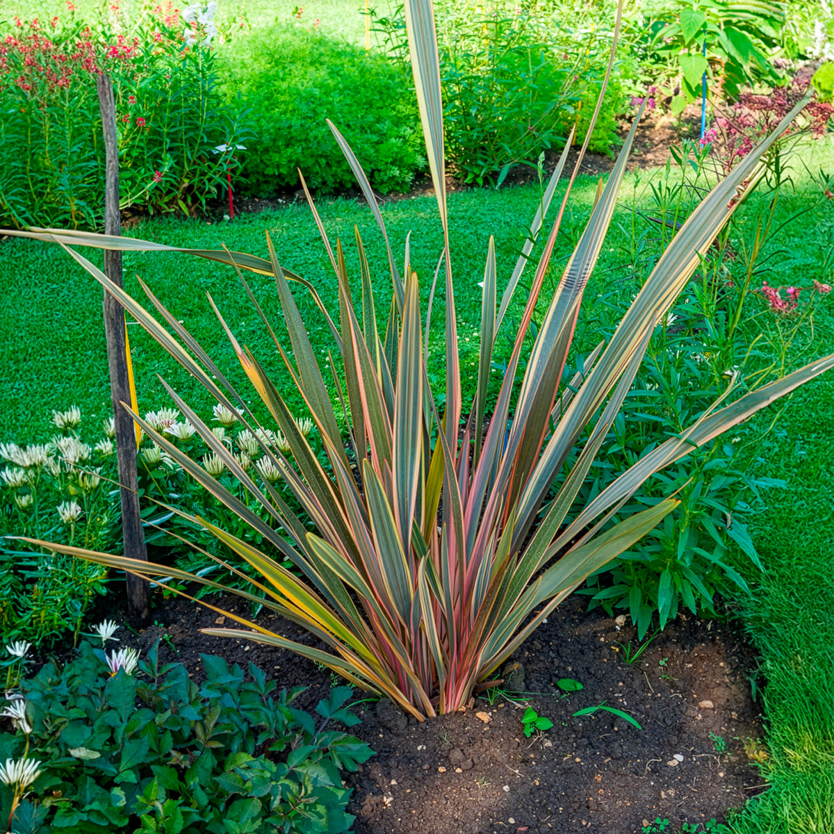 Phormium Rainbow Queen - Lin de Nouvelle-Zélande - Willemse