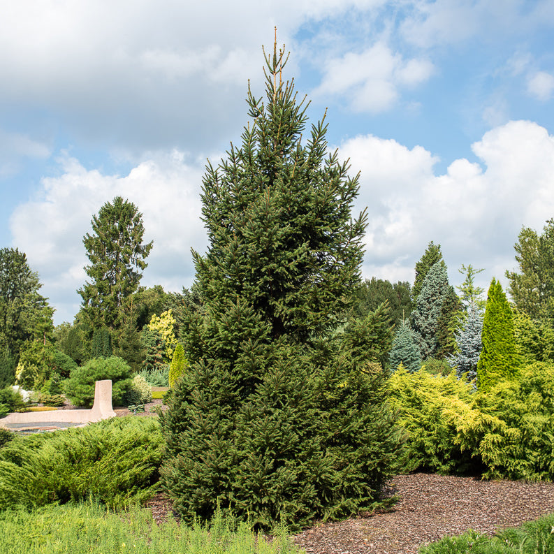 Picea abies - Epicéa commun - Conifères