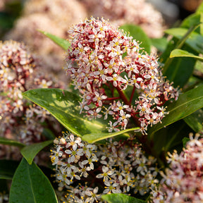 Skimmia japonica Rubella - Skimmia du Japon Rubella - Arbustes à feuillage persistant