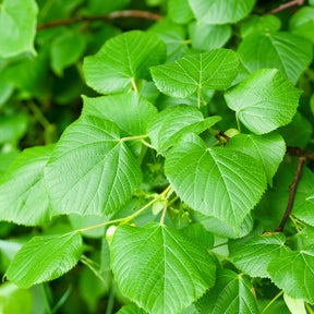 Tilleul à grandes feuilles - Tilia platyphyllos - Willemse