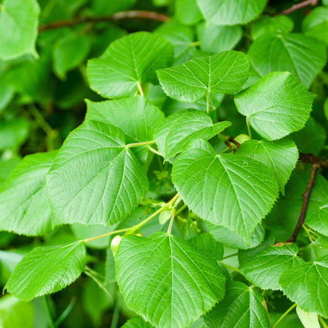 Tilleul à grandes feuilles - Tilia platyphyllos - Willemse