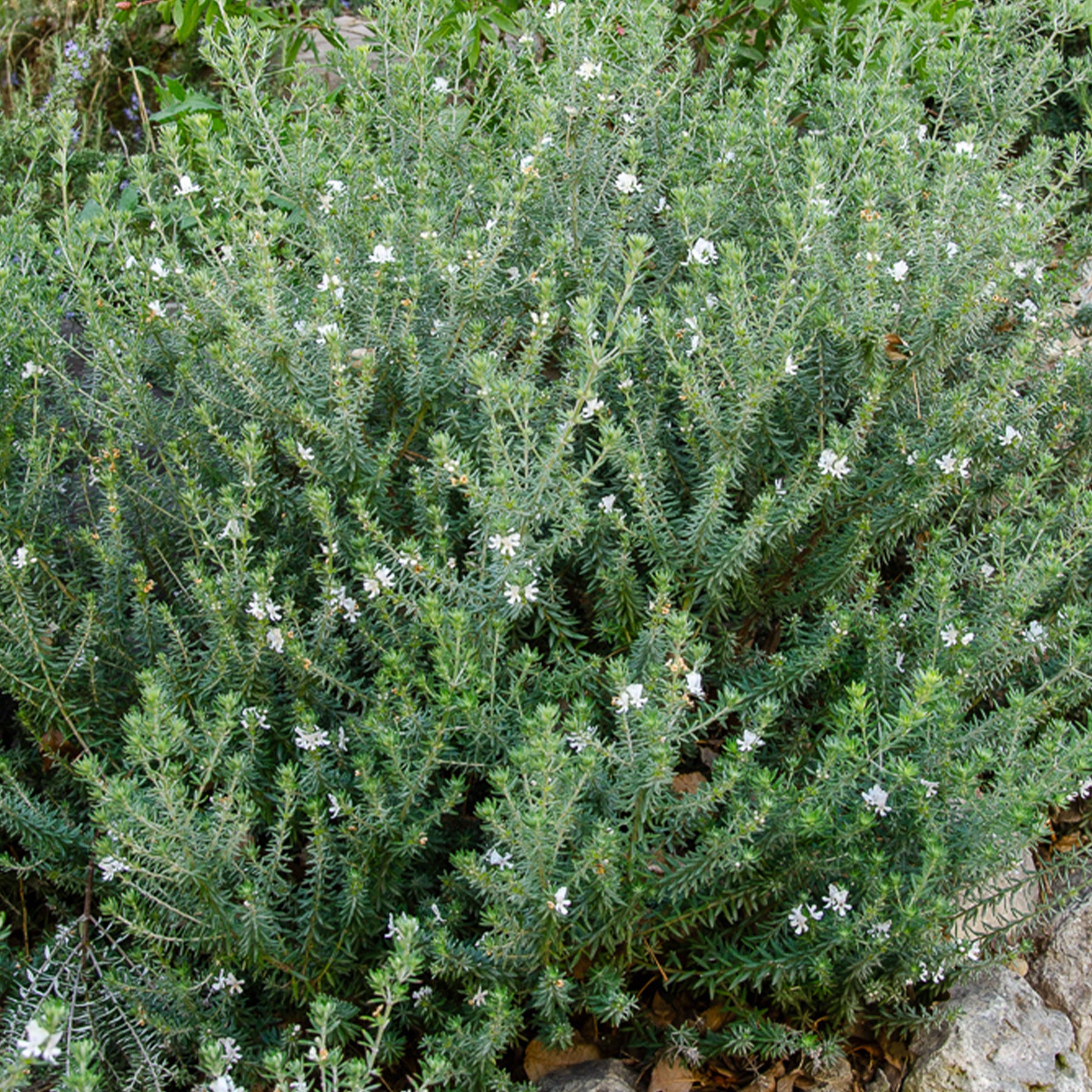 Westringia fruticosa - Romarin d'Australie - Arbustes à feuillage persistant